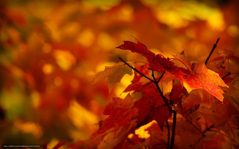 Red Maple Leaves — Warm, Autumn, Photograph, Branches