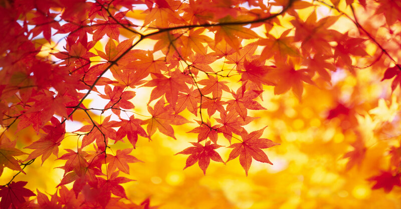 Red Maple Leaves — Warm, Autumn, Photograph