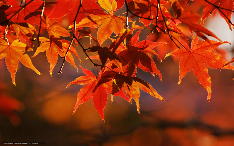 Red Maple Leaves — Warm