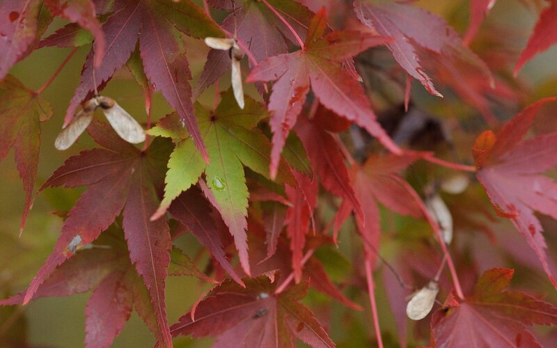 Red maple leaves with seeds