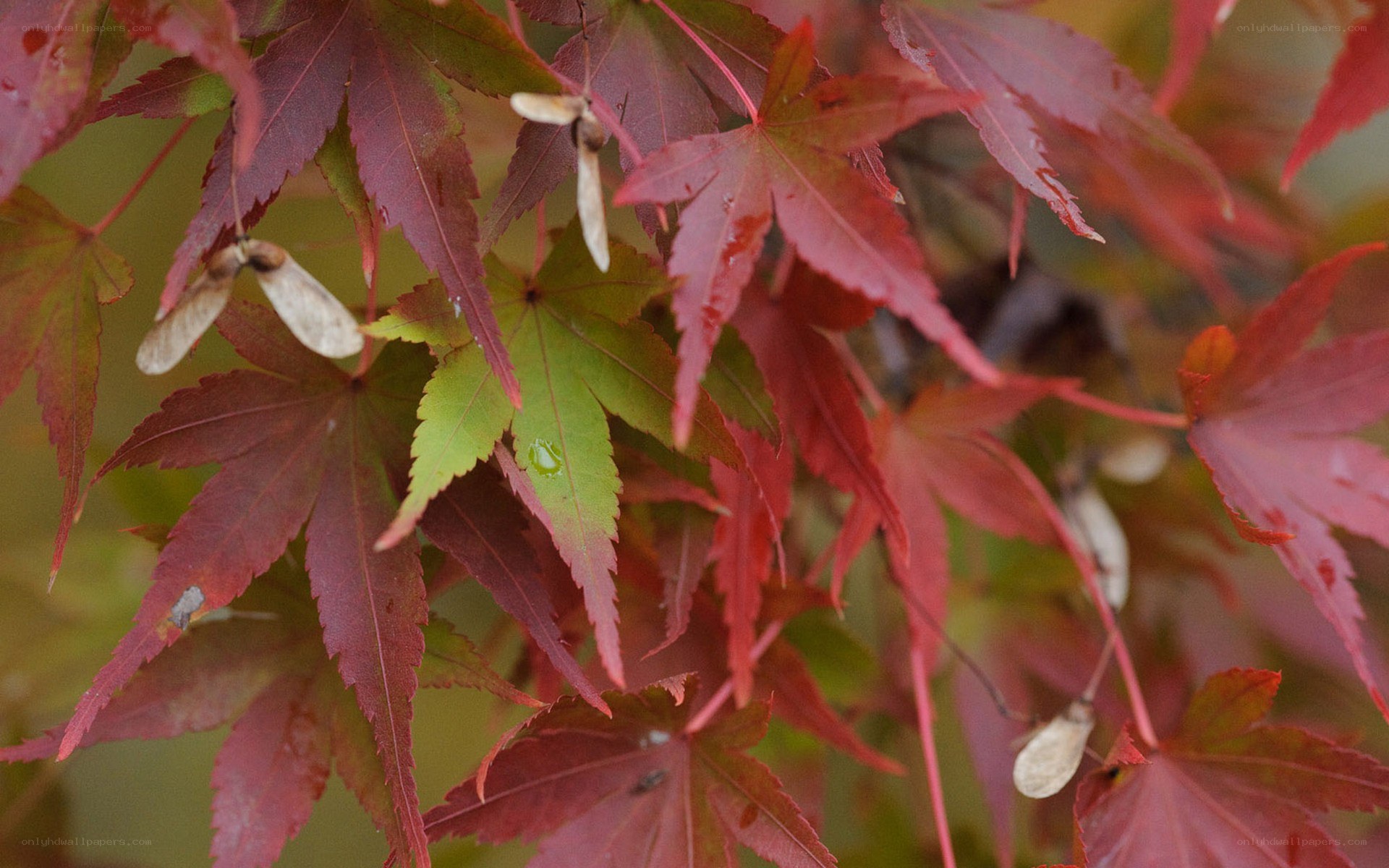 Red maple leaves with seeds