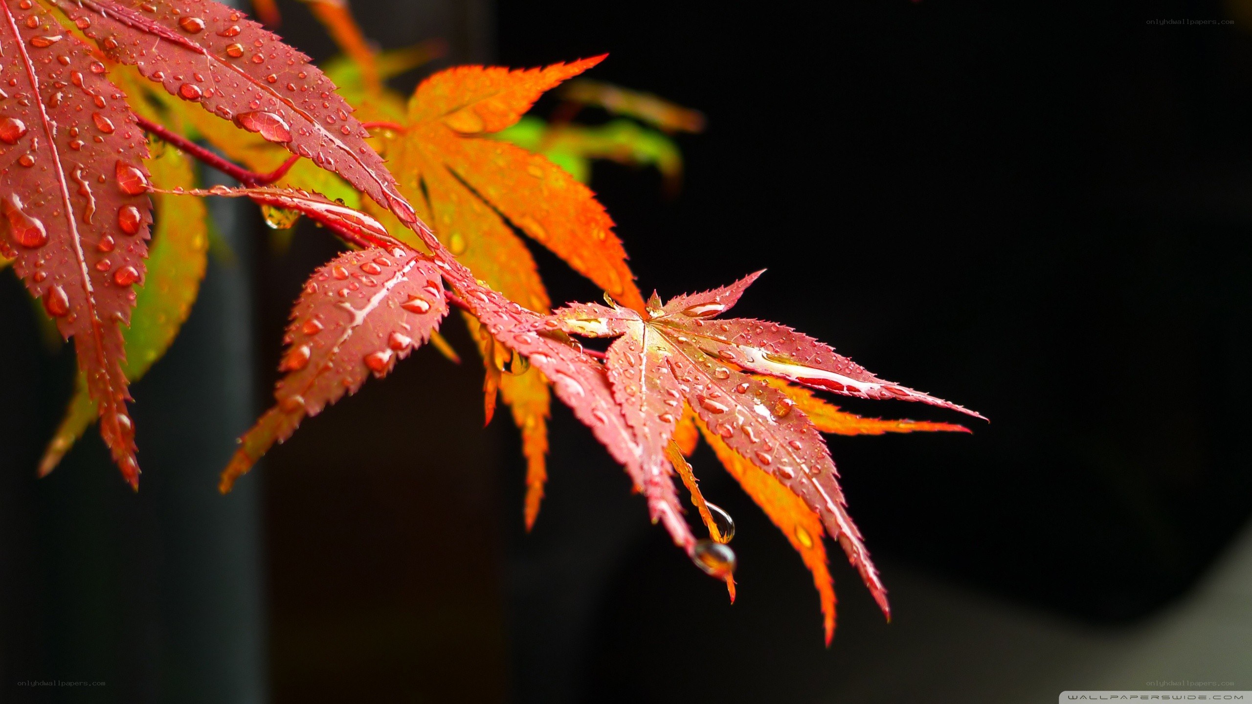 Red maple leaves with water droplets