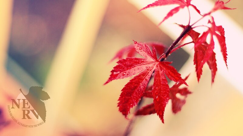 Red maple leaves with water droplets