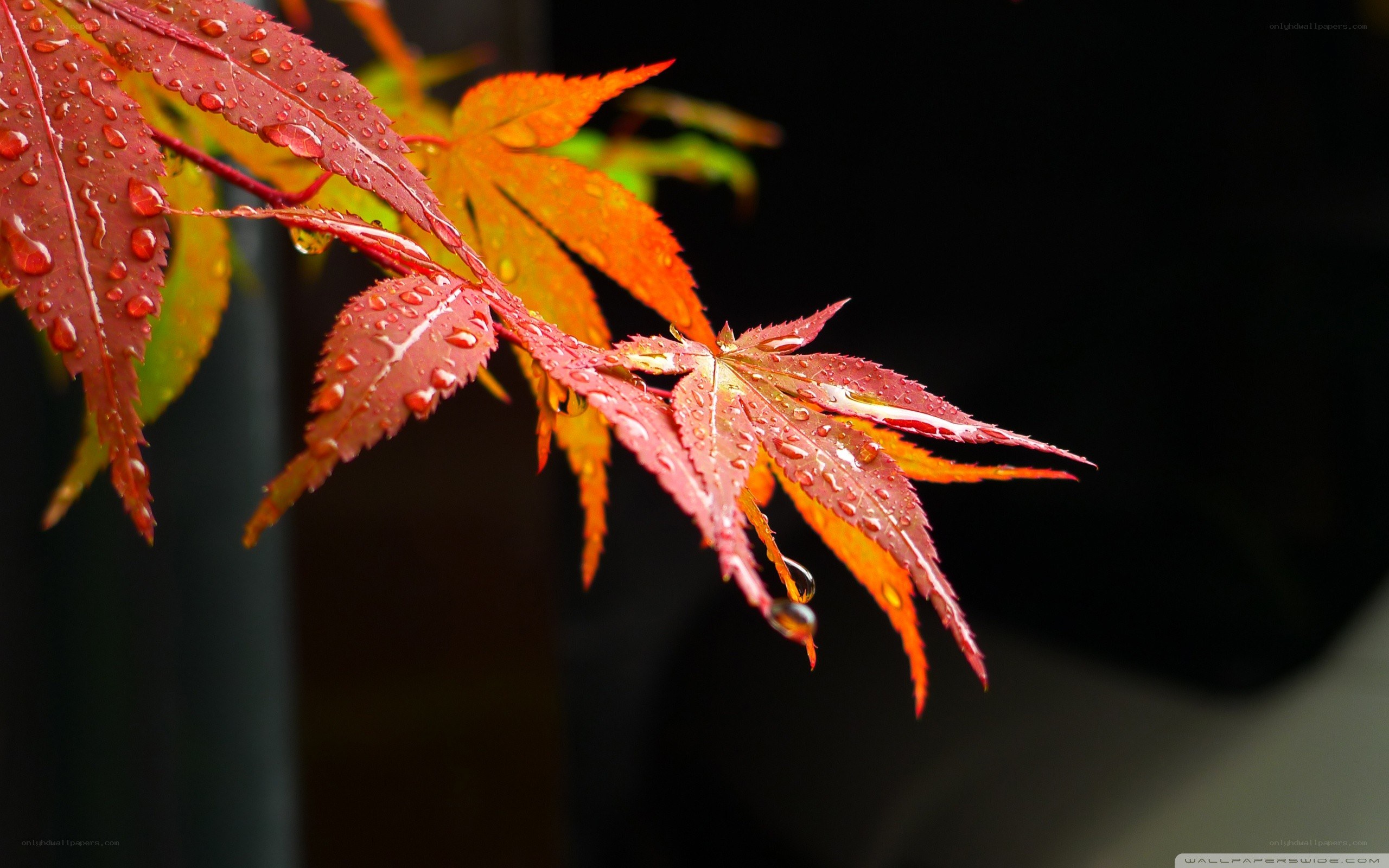 Red maple leaves with water droplets