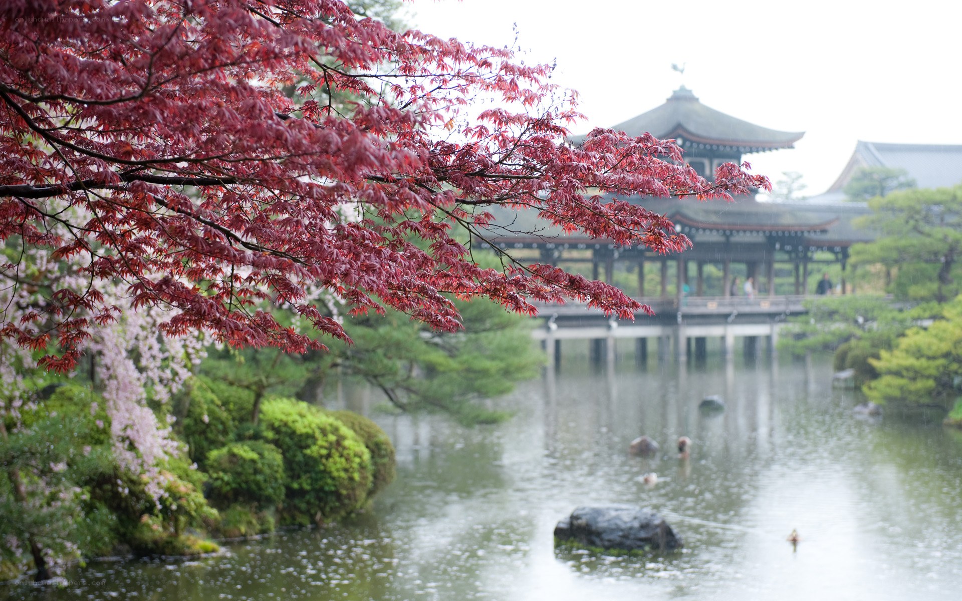 Red maple over temple pond
