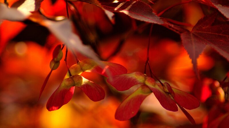 Red Maple Seeds — Dramatic