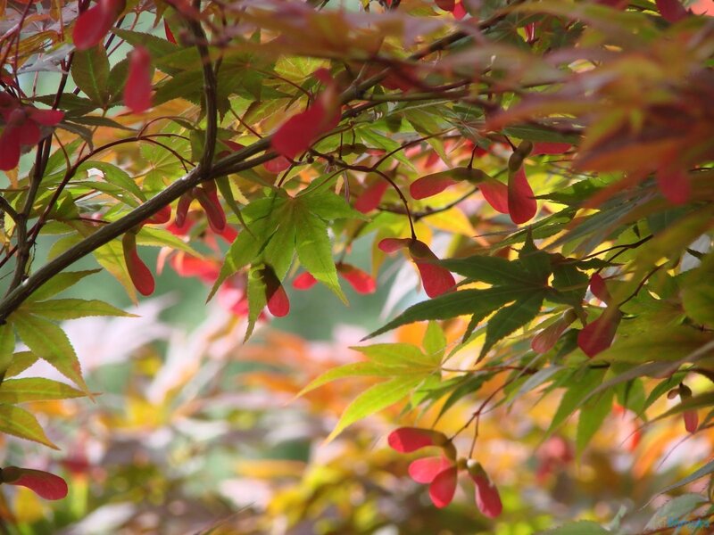 Red Maple Seeds — Green