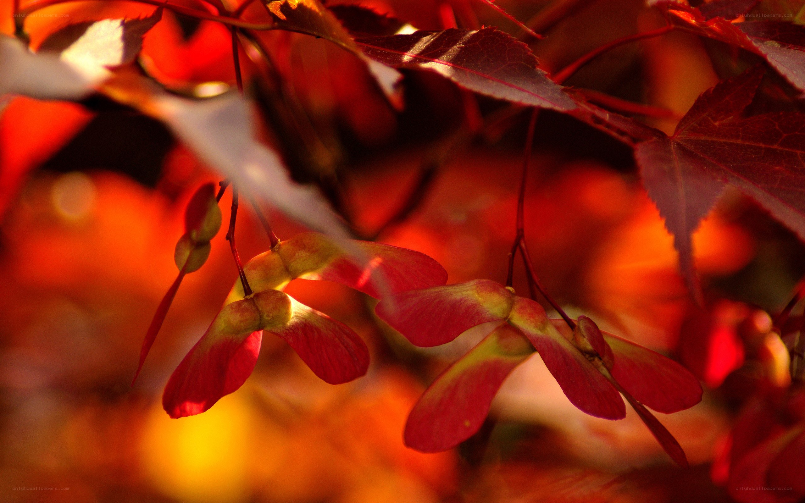 Red maple seeds in autumn light