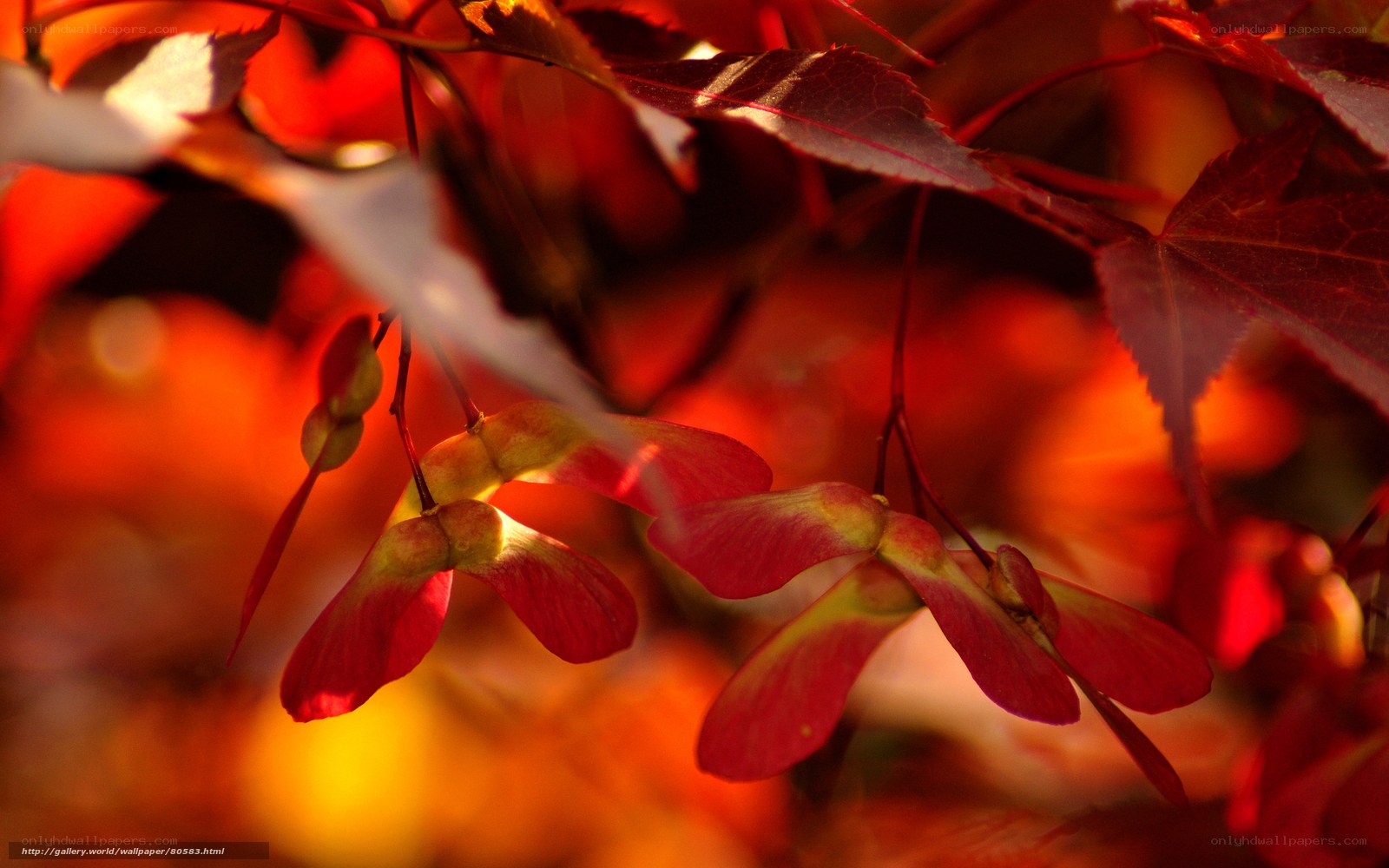 Red maple seeds in autumn light