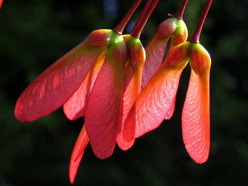 Red maple seeds in sunlight