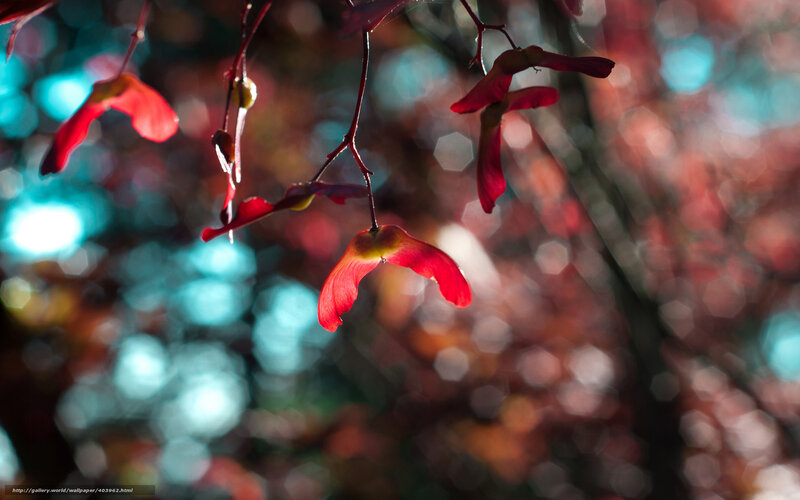 Red Maple Seeds — Serene, Autumn
