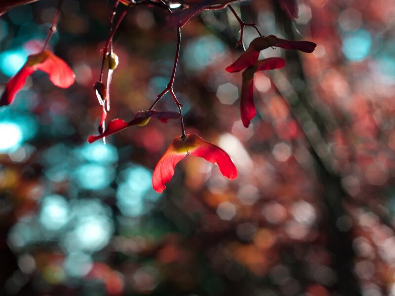 Red Maple Seeds — Serene
