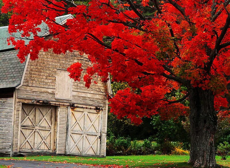 Red Maple Tree and Barn — Serene, Autumn, Photograph