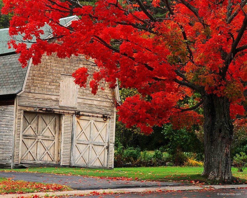 Red Maple Tree and Barn — Serene, Autumn