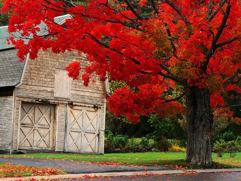 Red Maple Tree and Barn — Serene