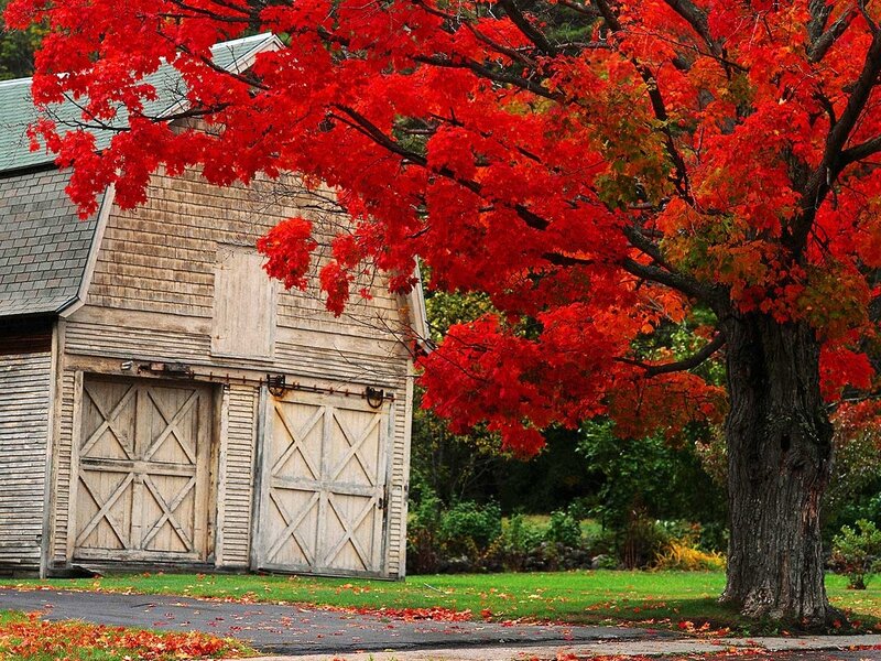 Red Maple Tree and Barn