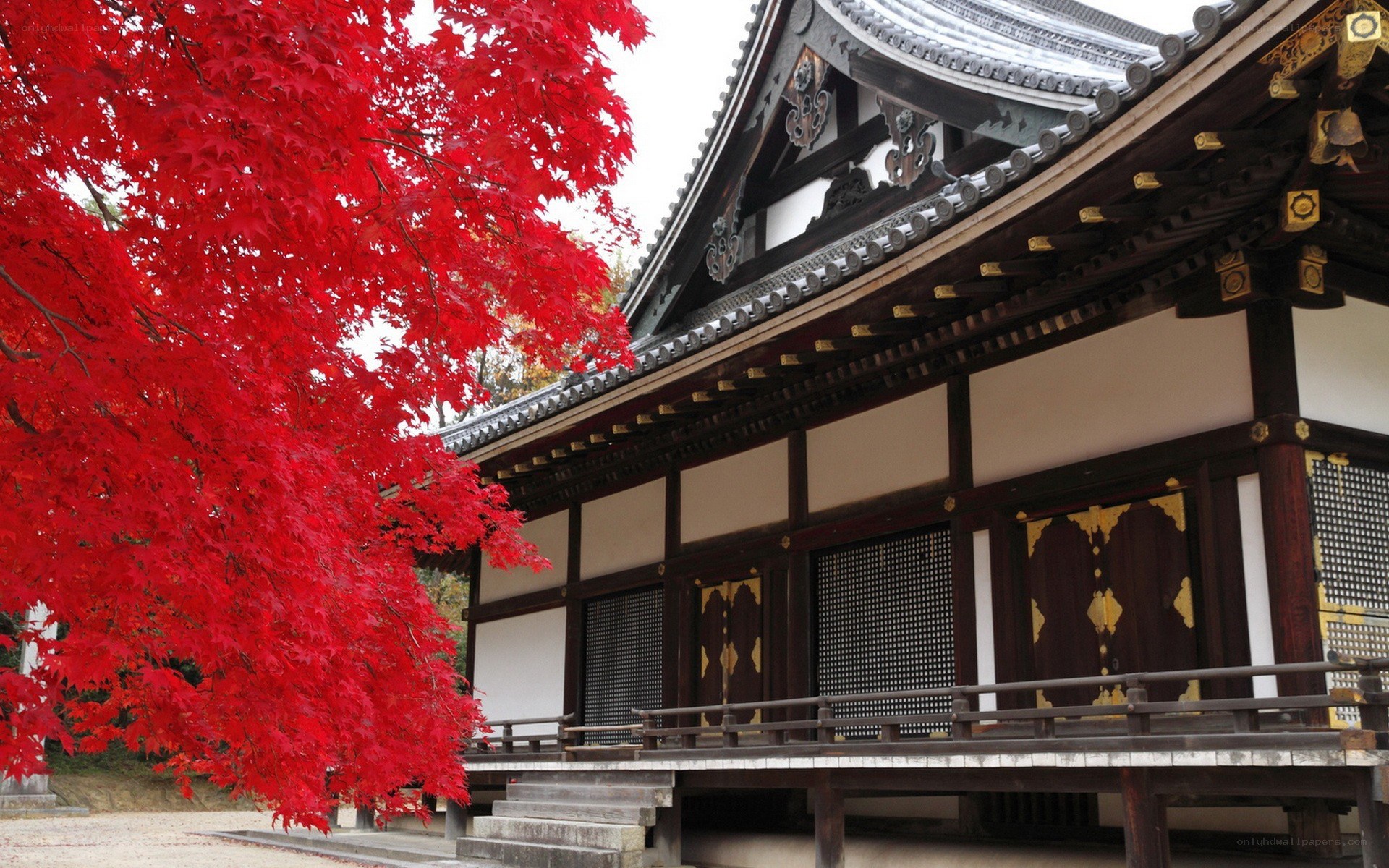Red maple tree at temple