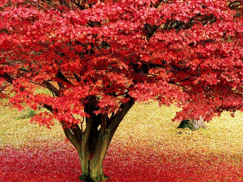 Red Maple Tree — Autumn