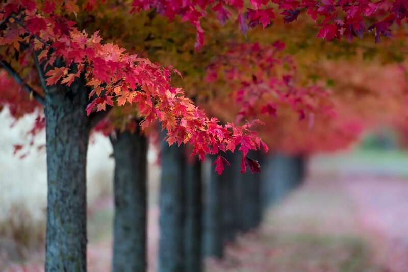 Red Maple Tree Branch