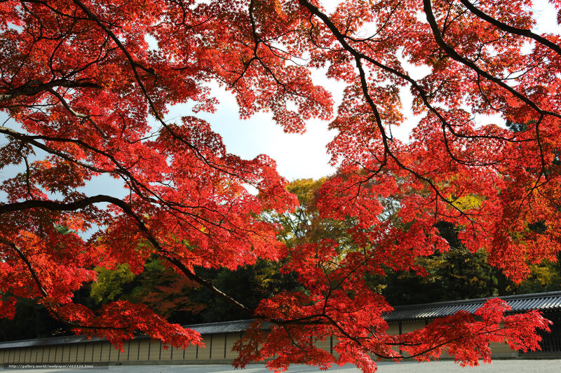 Red Maple Tree Branches — Serene, Autumn