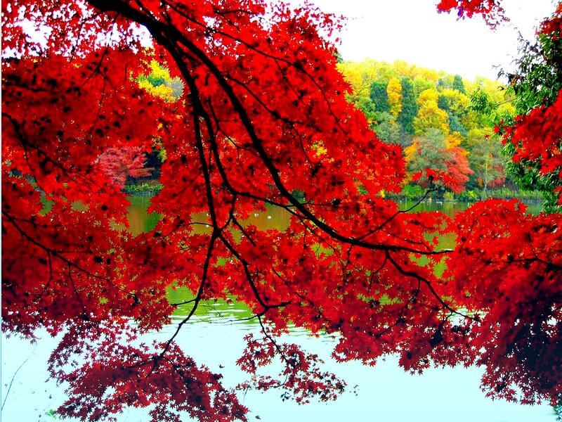 Red Maple Tree Branches — Serene