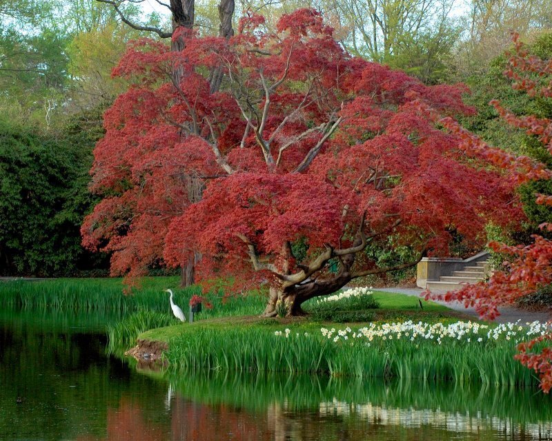Red maple tree by a pond