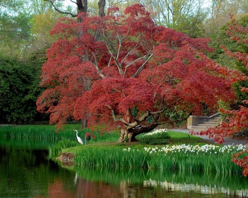 Red maple tree by a pond