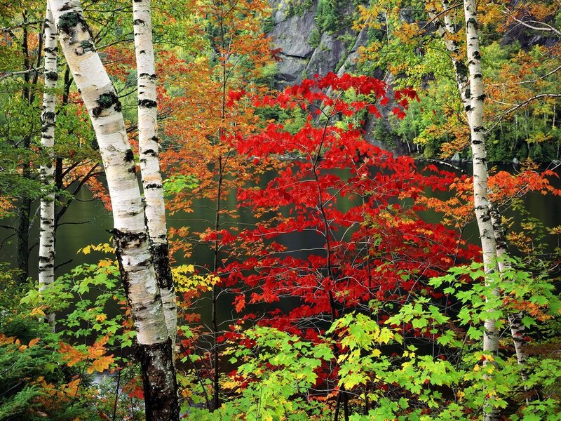 Red Maple Tree by Lake — Serene, Autumn, Photograph, Birch Trees