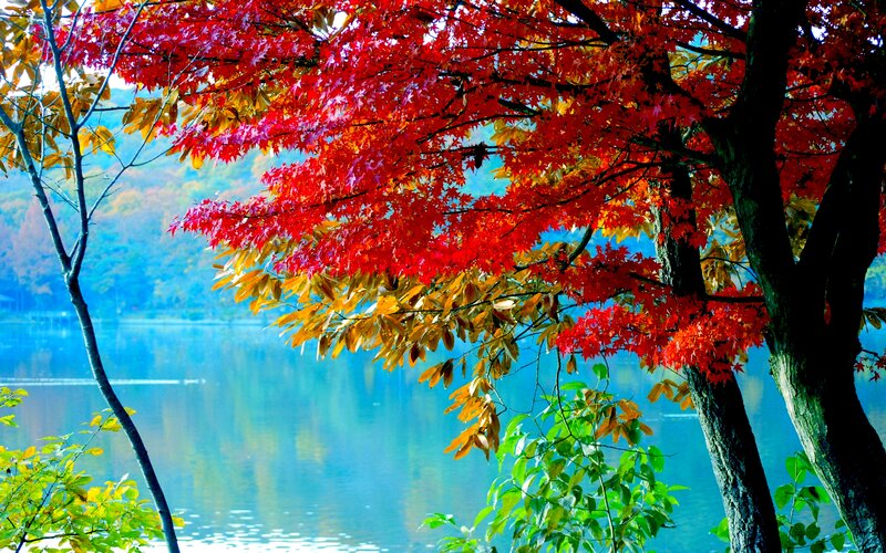 Red Maple Tree by Lake — Serene, Autumn, Photograph