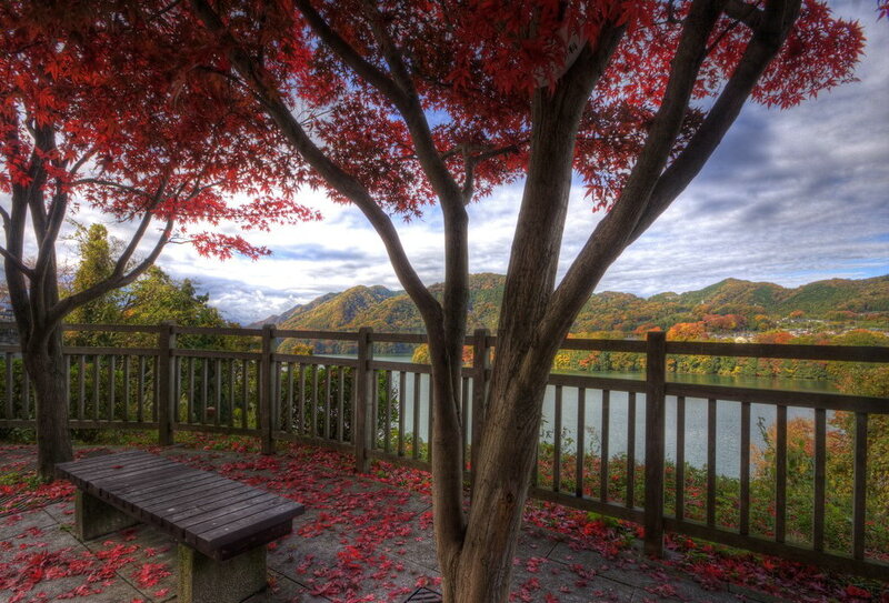 Red Maple Tree by Lake — Serene