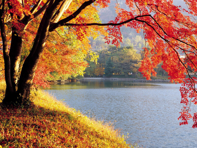 Red Maple Tree by Lake