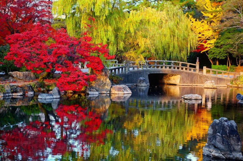 Red Maple Tree by Pond — Serene, Autumn, Photograph, Bridge