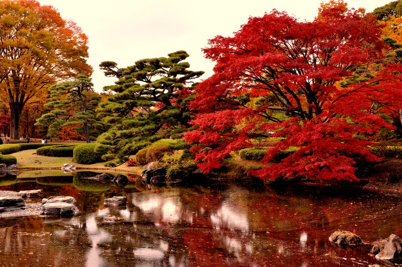 Red Maple Tree by Pond — Serene, Autumn, Photograph
