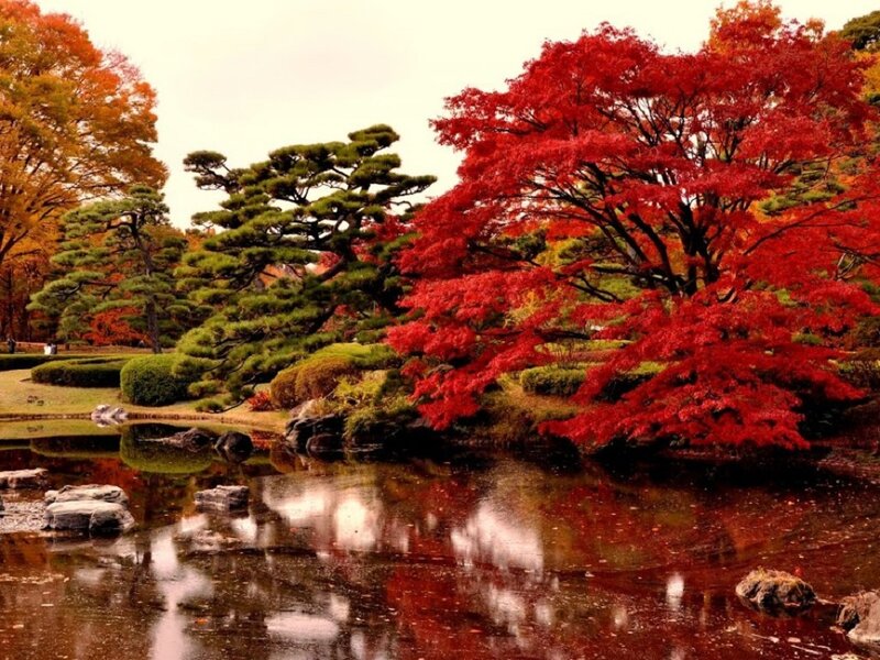 Red Maple Tree by Pond — Serene, Autumn, Photograph, Trees