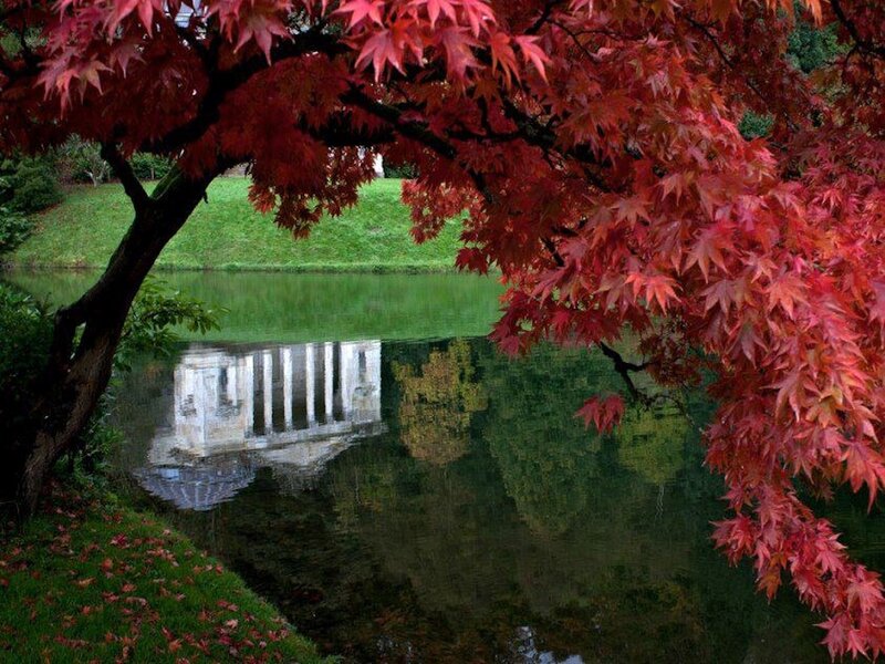 Red Maple Tree by Pond — Serene, Autumn