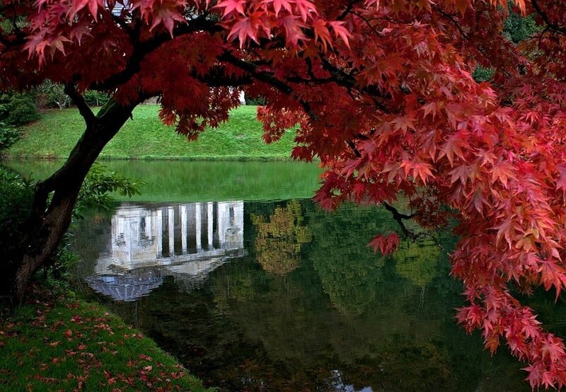 Red Maple Tree by Pond — Serene