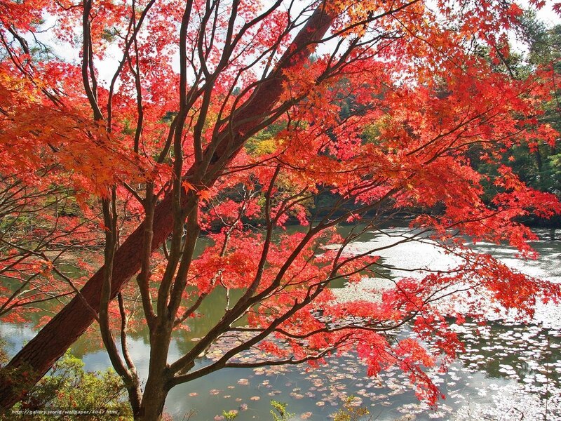 Red maple tree by pond