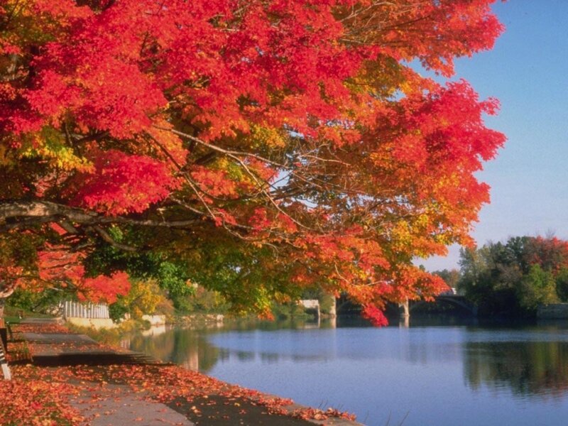 Red Maple Tree by River — Serene