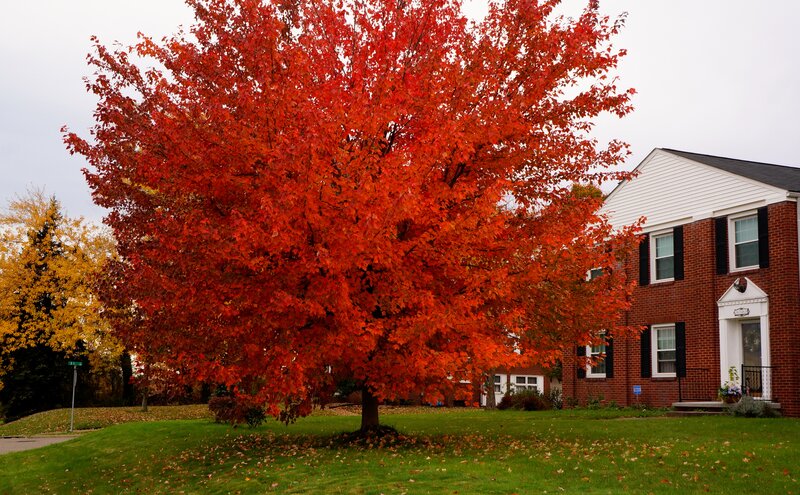 Red Maple Tree — Calm, Autumn