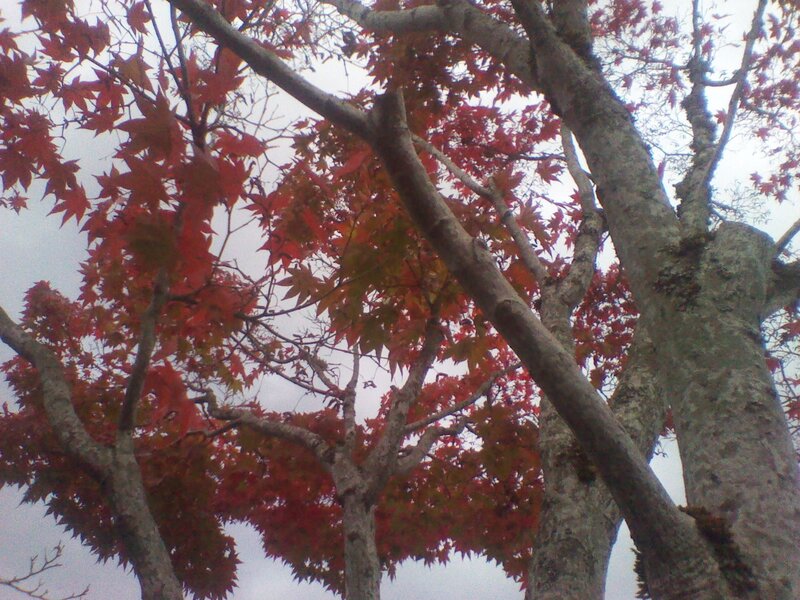 Red Maple Tree — Calm