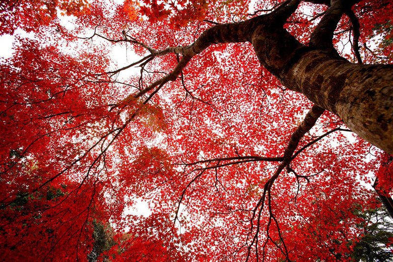 Red maple tree canopy