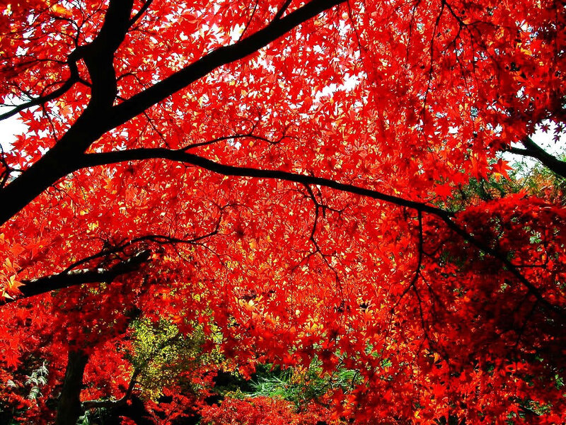 Red Maple Tree Canopy — Dramatic, Autumn, Photograph