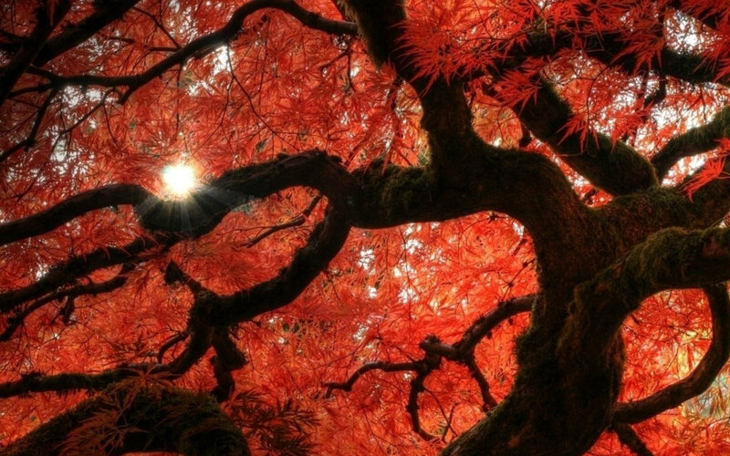 Red Maple Tree Canopy — Dramatic, Autumn
