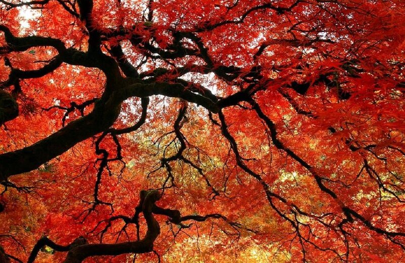 Red Maple Tree Canopy — Dramatic