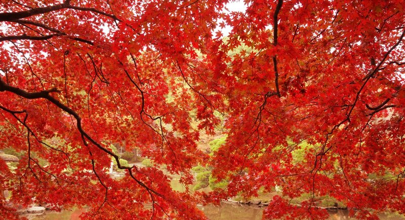 Red Maple Tree Canopy — Serene, Autumn, Photograph, Branches