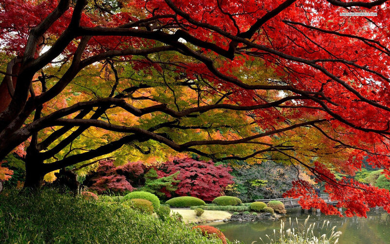 Red Maple Tree Canopy — Serene, Autumn, Photograph