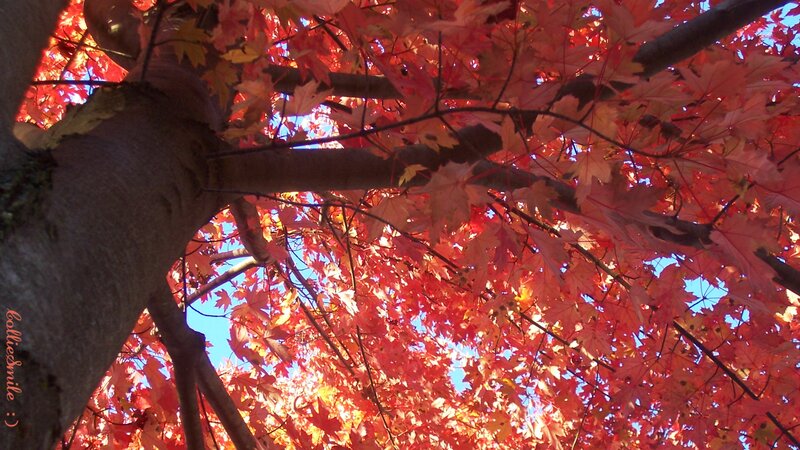 Red Maple Tree Canopy — Serene, Autumn, Photograph, Tree Trunk