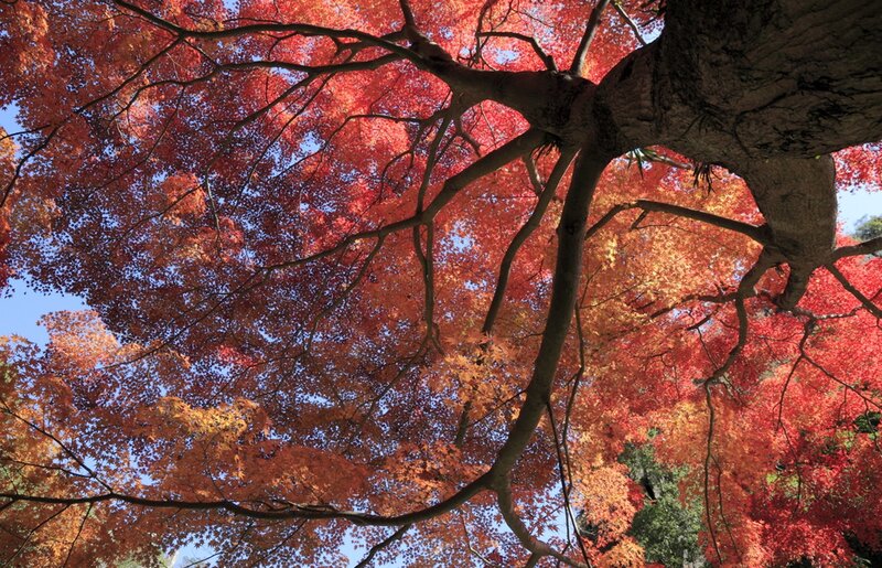 Red Maple Tree Canopy — Serene, Autumn