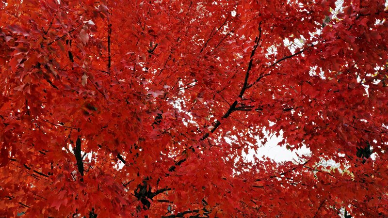 Red Maple Tree Canopy — Serene