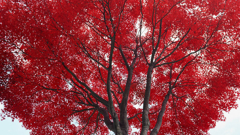 Red maple tree canopy